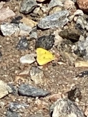 Colias eurytheme
