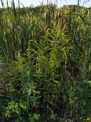 Solidago rugosa sphagnophila