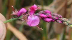 Indigofera filifolia