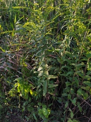 Solidago rugosa sphagnophila