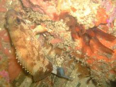 Acanthistius sebastoides