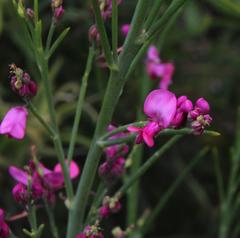 Indigofera filifolia