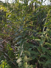 Solidago rugosa sphagnophila