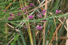 Indigofera filifolia