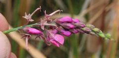 Indigofera filifolia