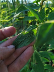 Solidago rugosa sphagnophila