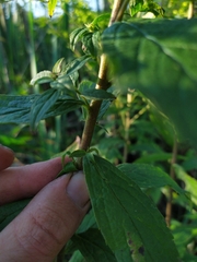 Solidago rugosa sphagnophila