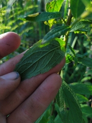 Solidago rugosa sphagnophila