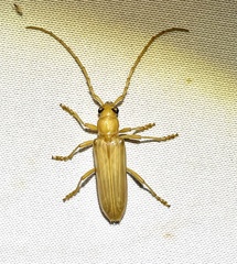 Atylostagma politum
