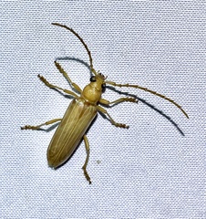Atylostagma politum