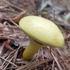 Pulveroboletus