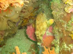 Acanthistius sebastoides