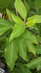 Magnolia champaca
