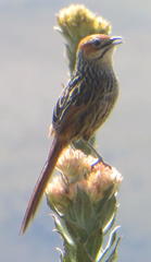 Sphenoeacus afer afer