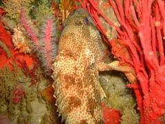 Acanthistius sebastoides