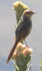 Sphenoeacus afer afer