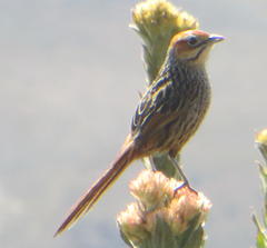 Sphenoeacus afer afer