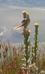 Sphenoeacus afer afer