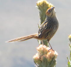 Sphenoeacus afer afer