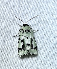 Emarginea percara