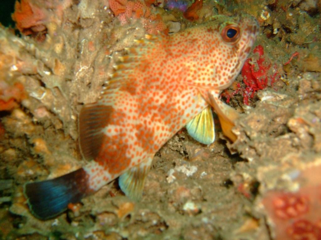 Scorpion Grouper