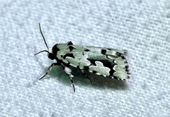 Emarginea percara