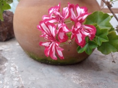 Pelargonium