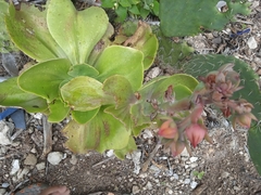Echeveria gibbiflora