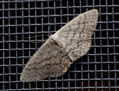 Idaea inversata