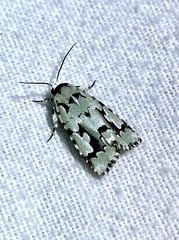 Emarginea percara