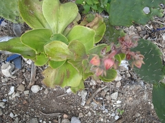 Echeveria gibbiflora