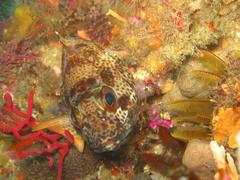 Acanthistius sebastoides