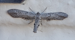 Geometridae