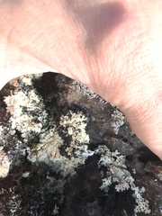 Arctoparmelia separata