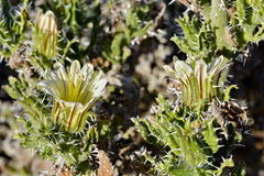 Codon royenii