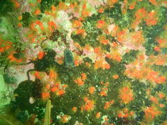 Pentacta doliolum