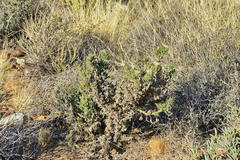Codon royenii