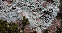 Lecanora perplexa