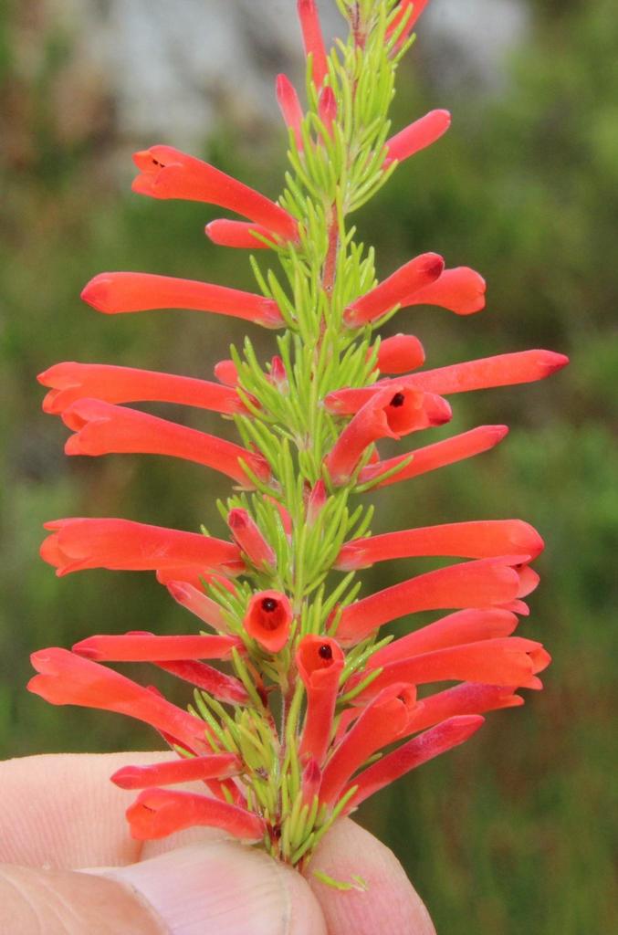 Scarlet Passion Heath