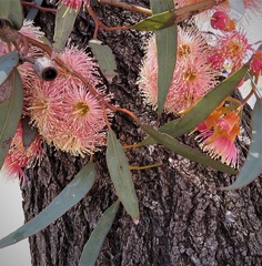Eucalyptus torquata