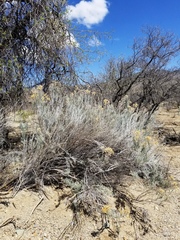 Ericameria nauseosa latisquamea