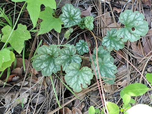 Image of Soltis' Alumroot (Heuchera soltisii) by no rights reserved