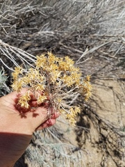 Ericameria nauseosa latisquamea