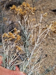 Ericameria nauseosa latisquamea