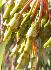 Eucalyptus torquata