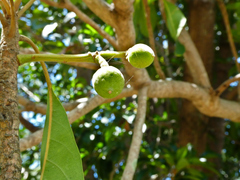 Elaeocarpus bancroftii