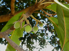 Elaeocarpus bancroftii