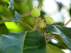 Elaeocarpus bancroftii