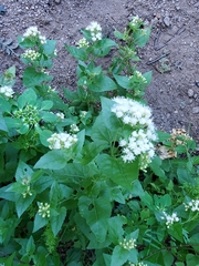 Ageratina herbacea