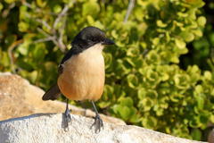 Laniarius ferrugineus ferrugineus